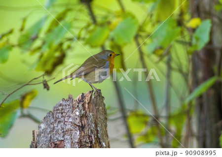 a robin sits on a branch a robin sits on a branch 90908995