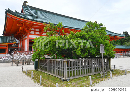 初夏に参拝した京都市平安神宮の右近の橘 初夏に参拝した京都市平安神宮の右近の橘 90909241