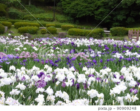 神奈川県立相模原公園にある水無月園のハナショウブ 神奈川県立相模原公園にある水無月園のハナショウブ 90909248