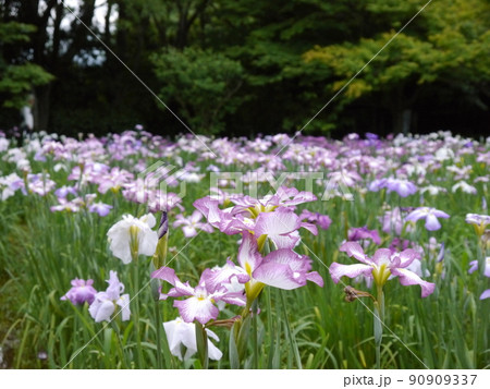 神奈川県立相模原公園にある水無月園のハナショウブ 90909337