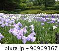 神奈川県立相模原公園にある水無月園のハナショウブ 90909367