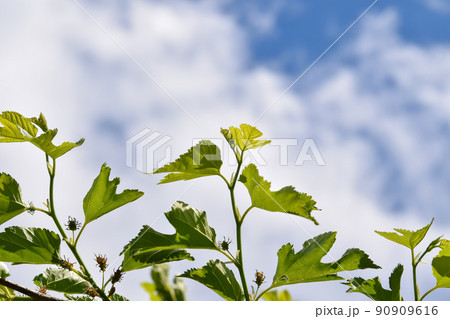 桑の葉の新芽 90909616
