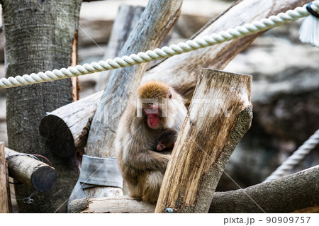 神奈川県横浜市立　よこはま動物園ズーラシア　ニホンザルの親子 90909757
