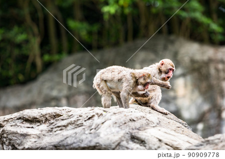 神奈川県横浜市立　よこはま動物園ズーラシア　ニホンザル 90909778