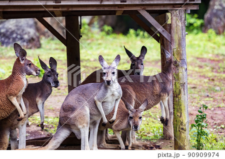 神奈川県横浜市立 よこはま動物園ズーラシア 雷に怯えるカンガルー 神奈川県横浜市立 よこはま動物園ズーラシア 雷に怯えるカンガルー 90909974