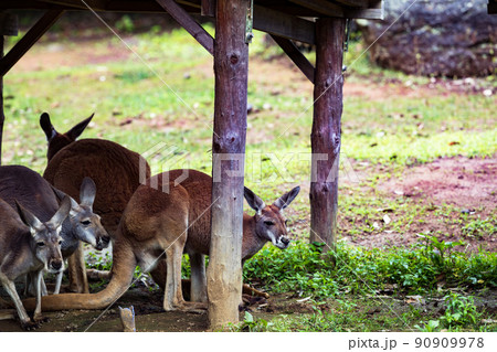 神奈川県横浜市立　よこはま動物園ズーラシア　雷に怯えるカンガルー 90909978