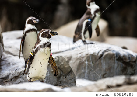 神奈川県横浜市立 よこはま動物園ズーラシア フンボルトペンギン 神奈川県横浜市立 よこはま動物園ズーラシア フンボルトペンギン 90910289