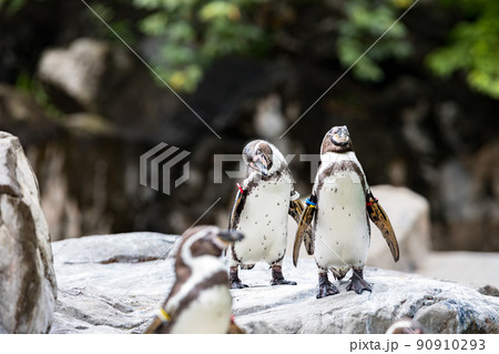 神奈川県横浜市立 よこはま動物園ズーラシア フンボルトペンギン 神奈川県横浜市立 よこはま動物園ズーラシア フンボルトペンギン 90910293