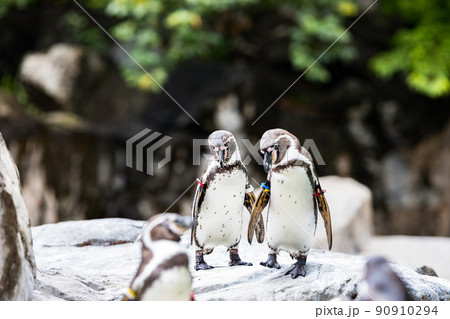 神奈川県横浜市立　よこはま動物園ズーラシア　フンボルトペンギン 90910294