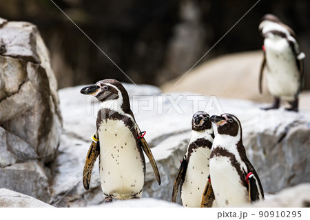 神奈川県横浜市立　よこはま動物園ズーラシア　フンボルトペンギン 90910295