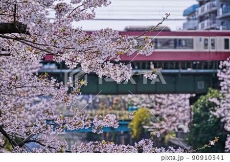 満開の桜と電車(京浜急行) 満開の桜と電車(京浜急行) 90910341
