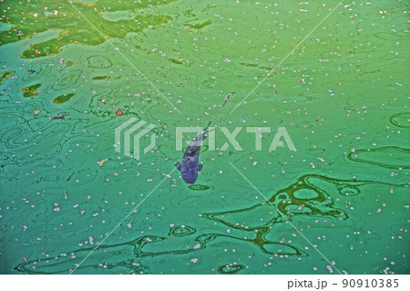 桜の花びらと鯉 桜の花びらと鯉 90910385