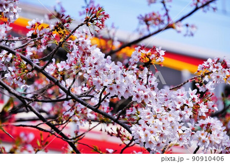 満開の桜と電車(京浜急行) 満開の桜と電車(京浜急行) 90910406
