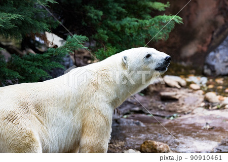 神奈川県横浜市立　よこはま動物園ズーラシア　シロクマ 90910461