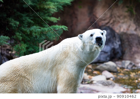 神奈川県横浜市立　よこはま動物園ズーラシア　シロクマ 90910462