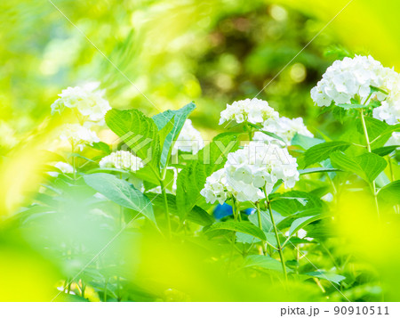 梅雨時期の景色　美しいアジサイ　白系統 90910511