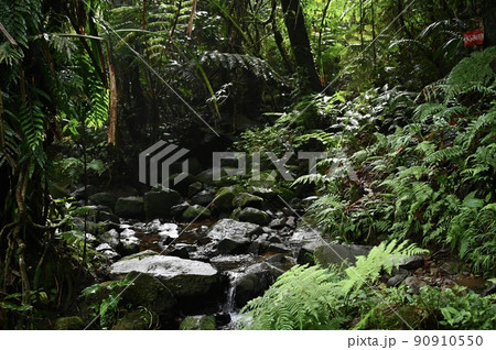 【インドネシア　ボゴール】熱帯雨林と小川 90910550