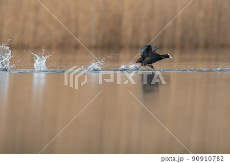 a coot starting flight on a lake a coot starting flight on a lake 90910782