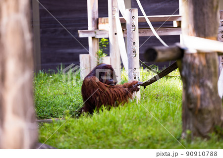 神奈川県横浜市立　よこはま動物園ズーラシア　森の人オラウータン 90910788