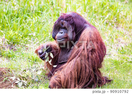 神奈川県横浜市立 よこはま動物園ズーラシア 森の人オラウータン 神奈川県横浜市立 よこはま動物園ズーラシア 森の人オラウータン 90910792