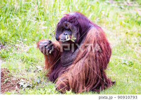 神奈川県横浜市立　よこはま動物園ズーラシア　森の人オラウータン 90910793