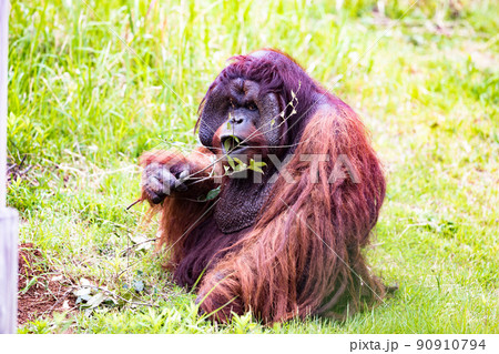 神奈川県横浜市立 よこはま動物園ズーラシア 森の人オラウータン 神奈川県横浜市立 よこはま動物園ズーラシア 森の人オラウータン 90910794