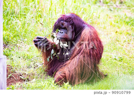 神奈川県横浜市立　よこはま動物園ズーラシア　森の人オラウータン 90910799