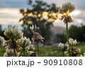 野草　クローバー 90910808