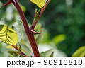棘 90910810