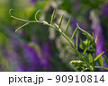 野草　クサフジ 90910814