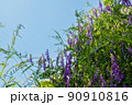 野草　クサフジ 90910816