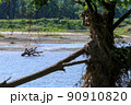 流木 90910820