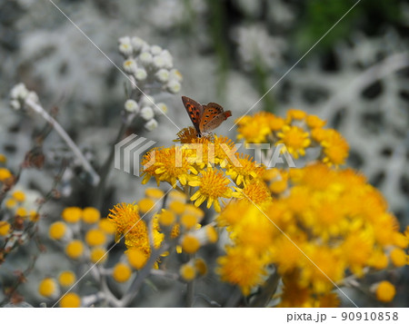 シロタエギクにとまるベニシジミ シロタエギクにとまるベニシジミ 90910858