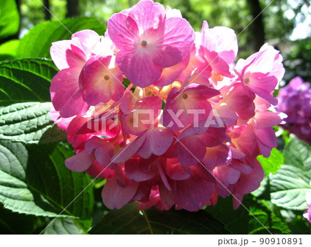 アジサイ 90910891