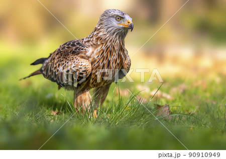 a red kite runs across a meadow and hunts looks for prey a red kite runs across a meadow and hunts looks for prey 90910949