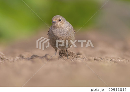 a female redstart looking for food on a freshly plowed field 90911015