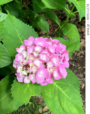 アジサイ 90911278