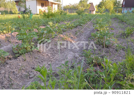 Growing vegetables in the garden in the village Growing vegetables in the garden in the village 90911821
