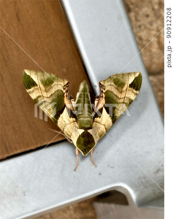 緑とベージュの模様が美しいウンモンスズメ 90912208