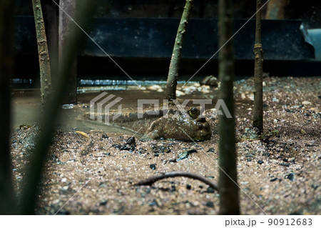 mudskipper fish hiding in mud swamp close up 90912683