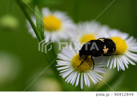 花粉を食べているクロハナムグリ（埼玉県/6月） 90912849