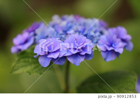 額紫陽花 額紫陽花 90912853