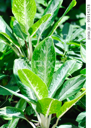Aglaonema sp,Udomsap,Chinese Evergreen, ARACEAE or Aglaonema 90914178