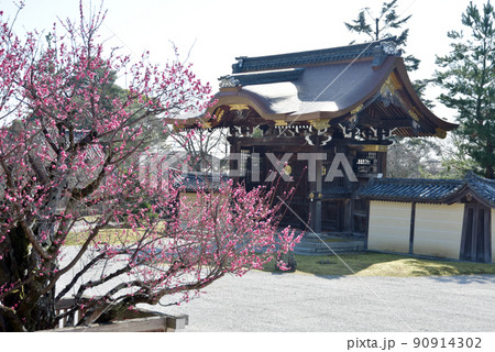 大覚寺　勅使門と梅の花　京都市右京区嵯峨 90914302