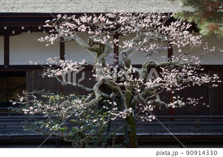 大覚寺 中庭の梅の花 京都市右京区嵯峨 大覚寺 中庭の梅の花 京都市右京区嵯峨 90914330