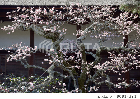 大覚寺 中庭の梅の花 京都市右京区嵯峨 大覚寺 中庭の梅の花 京都市右京区嵯峨 90914331