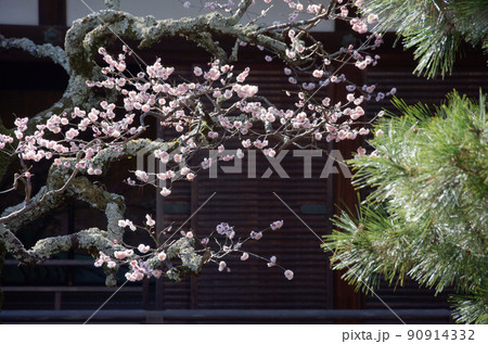大覚寺 中庭の梅と松 京都市右京区嵯峨 大覚寺 中庭の梅と松 京都市右京区嵯峨 90914332
