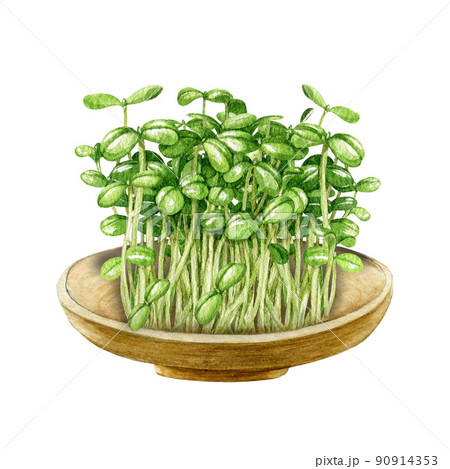 Green fresh sprouts in a wooden round plate. Watercolor illustration. Healthy microgreen vegetarian eating concept. Raw eating clean diet. Sunflower microgreen sprouts in the plate ready to eat 90914353