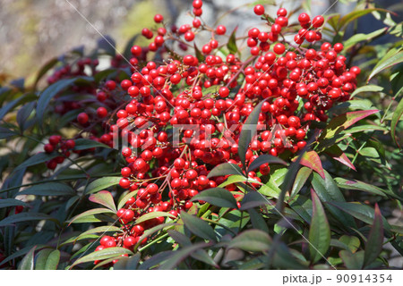 南天の実 90914354