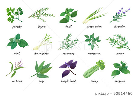 Herb icons. Various cooking ingredients, fresh thyme, coriander and parsley. Green and purple basil, mint and lavender. Medicine herbal leaves, spicy rosemary, dill and sage. Vector elements 90914460